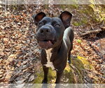 Small #7 American Pit Bull Terrier Mix
