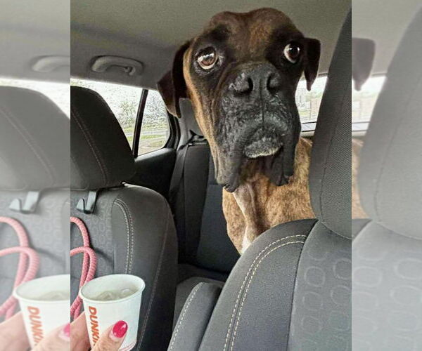 Medium Photo #2 Boxer Puppy For Sale in Dumont, NJ, USA