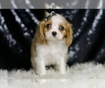 Puppy RAYA AKC Cavalier King Charles Spaniel