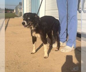 Tilly - Female Border-Aussie Dog for Adoption - Photo #2