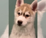 Small #2 Siberian Husky