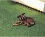 Small #1 Shepradors