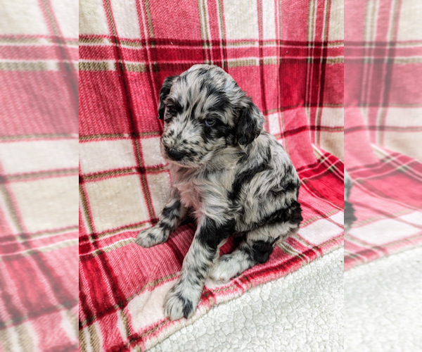 Medium Photo #1 Aussiedoodle Puppy For Sale in SPARTA, MO, USA