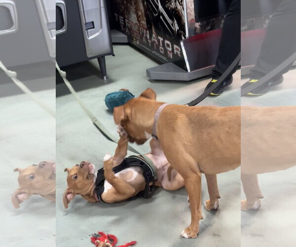 Medium Photo #13 American Staffordshire Terrier-Unknown Mix Puppy For Sale in Holly Springs, NC, USA