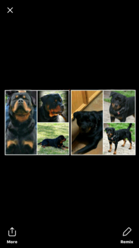 Medium Photo #1 Rottweiler Puppy For Sale in CHAPPELL HILL, TX, USA