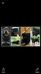Father of the Rottweiler puppies born on 12/29/2017