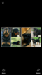 Small Photo #1 Rottweiler Puppy For Sale in CHAPPELL HILL, TX, USA