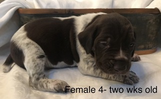 German Shorthaired Pointer Puppy for sale in BULVERDE, TX, USA