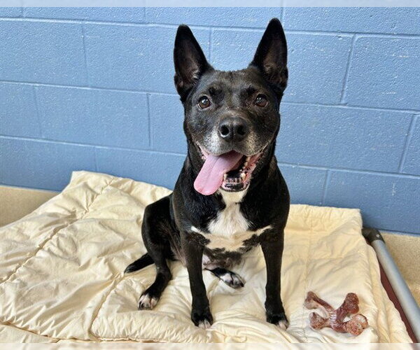 Medium Photo #1 American Staffordshire Terrier-Unknown Mix Puppy For Sale in Raleigh, NC, USA