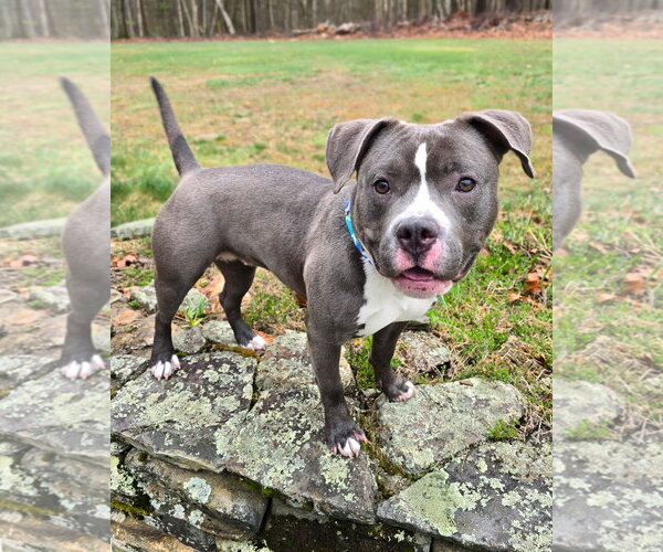 Medium Photo #2 American Pit Bull Terrier Puppy For Sale in Westminster, MA, USA
