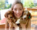 Small Photo #9 Irish Doodle Puppy For Sale in BREMERTON, WA, USA