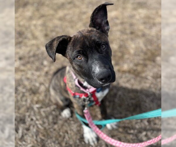 Medium Photo #4 Mutt Puppy For Sale in Fargo, ND, USA
