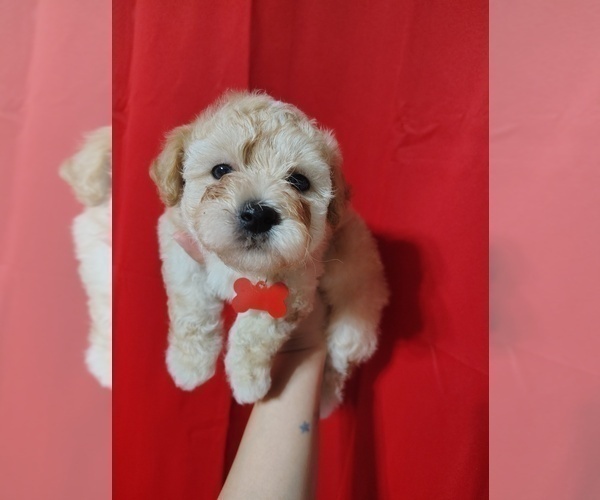 Medium Photo #6 Maltipoo (Toy) Puppy For Sale in SAN ANTONIO, TX, USA