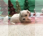 Small Photo #4 Maltese Puppy For Sale in LAKELAND, FL, USA