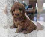 Puppy 5 Goldendoodle (Miniature)