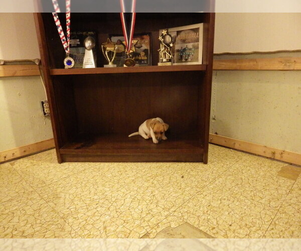 Medium Photo #9 Jack Russell Terrier Puppy For Sale in CINCINNATI, OH, USA
