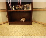 Small Photo #9 Jack Russell Terrier Puppy For Sale in CINCINNATI, OH, USA
