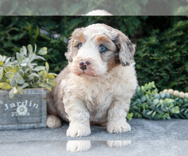 Medium Photo #3 Bernedoodle (Miniature) Puppy For Sale in LIGONIER, IN, USA