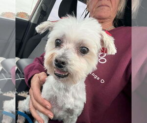 Maltese Dogs for adoption in Boonton, NJ, USA