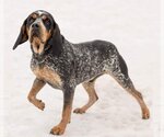 Small Photo #4 Coonhound-Unknown Mix Puppy For Sale in Princeton, MN, USA
