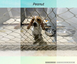 Beagle Dogs for adoption in Kewanee, IL, USA