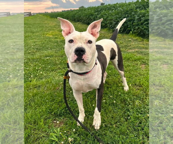 Medium Photo #13 Mutt Puppy For Sale in Evansville, IN, USA
