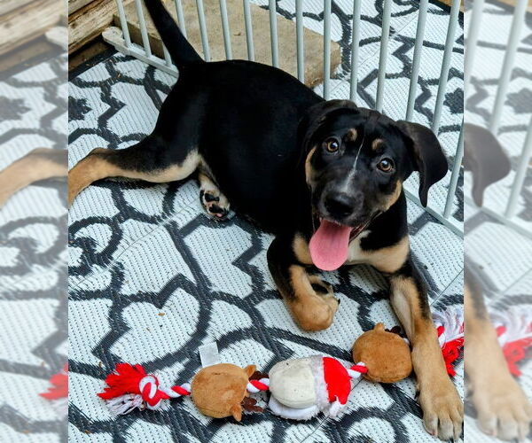 Medium Photo #2 Catahoula Leopard Dog-Rottweiler Mix Puppy For Sale in Chicago, IL, USA