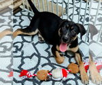Small #1 Catahoula Leopard Dog-Rottweiler Mix
