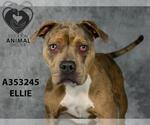 Small #1 American Pit Bull Terrier