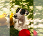 Small #32 Basenji-Rat Terrier Mix