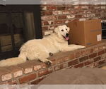 Small #4 Great Pyrenees