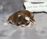 Small Photo #44 Pomsky Puppy For Sale in RAMONA, CA, USA