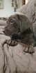 Small Photo #4 Labrador Retriever Puppy For Sale in ROMEOVILLE, IL, USA