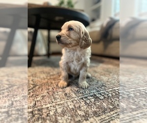 Goldendoodle Puppy for Sale in AVA, Missouri USA