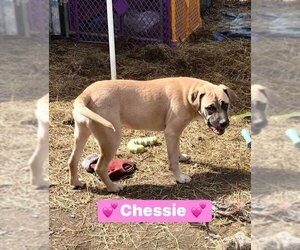 Mastiff-Unknown Mix Dogs for adoption in Alexander, AR, USA
