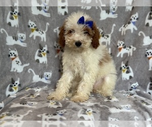 Cavapoo Puppy for Sale in LAKELAND, Florida USA