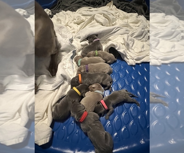 View Ad Weimaraner Litter of Puppies for Sale near Virginia, GALAX