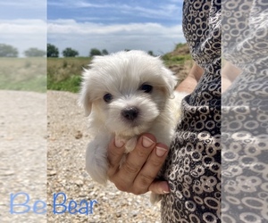 Maltese Puppy for sale in BILLINGS, MO, USA