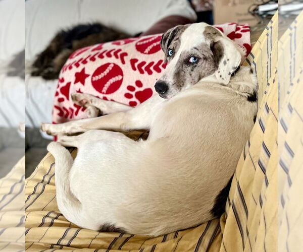 Medium Photo #11 Catahoula Leopard Dog-Unknown Mix Puppy For Sale in Canton, CT, USA