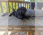 Small #4 Cock-A-Poo