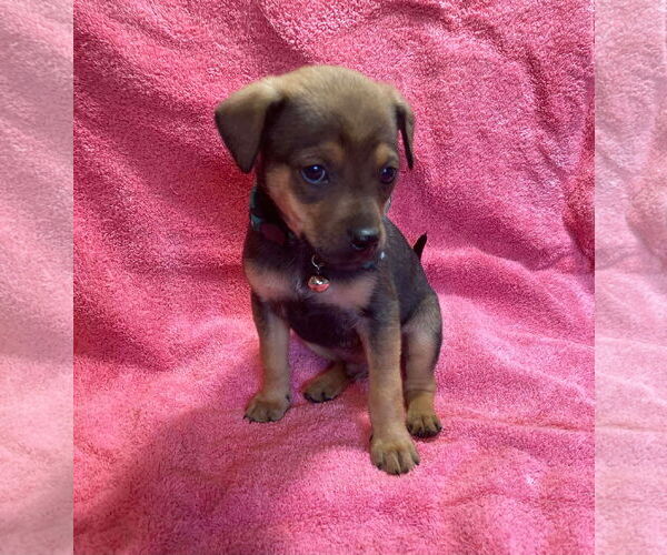 Medium Photo #3 Mutt Puppy For Sale in Kannapolis, NC, USA