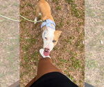 Small #6 Catahoula Leopard Dog Mix