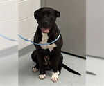 Small #1 American Pit Bull Terrier Mix