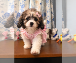 Litter of 4 - Male(s) and Female(s) Cockapoo (Miniature)Litter of Puppies for Sale - Photo #34