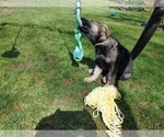 Small Photo #3 German Shepherd Dog Puppy For Sale in SHELTON, WA, USA