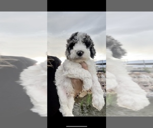 Goldendoodle-Poodle (Standard) Mix Puppy for sale in ROY, UT, USA