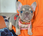 Small French Bulldog