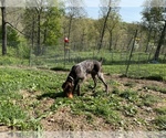 Small Photo #1 German Shorthaired Pointer Puppy For Sale in BUCKHORN, MO, USA