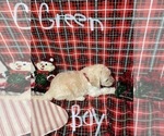 Small Photo #11 Doodle-Goldendoodle Mix Puppy For Sale in FAISON, NC, USA