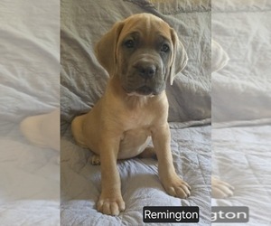 Cane Corso Puppy for sale in MINERAL WELLS, WV, USA